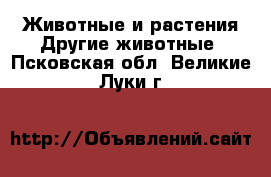 Животные и растения Другие животные. Псковская обл.,Великие Луки г.